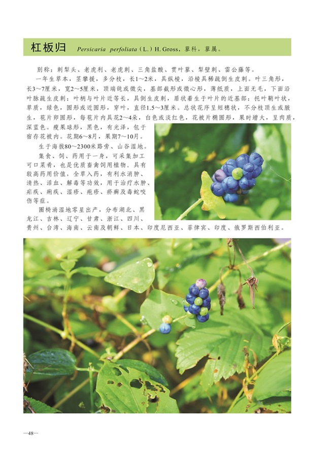 圈椅淌植物图谱——杠板归