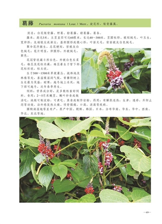 圈椅淌植物图谱——葛藤
