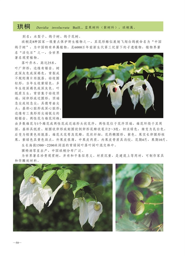 圈椅淌植物图谱——珙桐