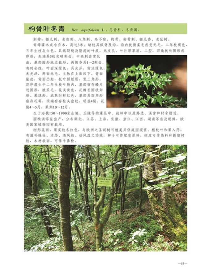 圈椅淌植物图谱——枸骨叶冬青