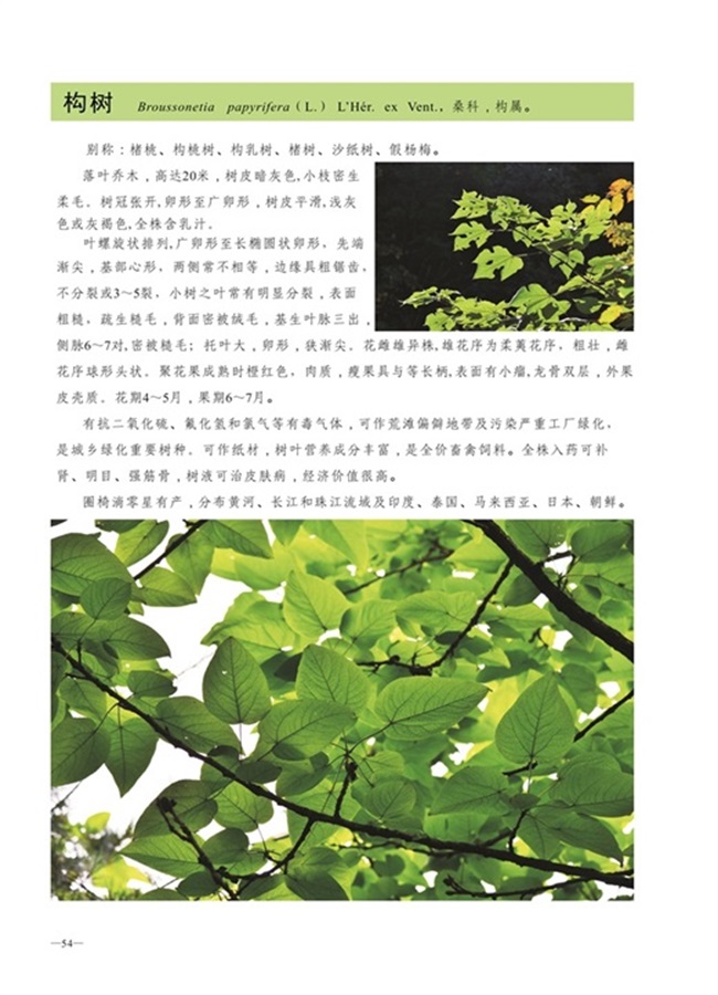 圈椅淌植物图谱——构树