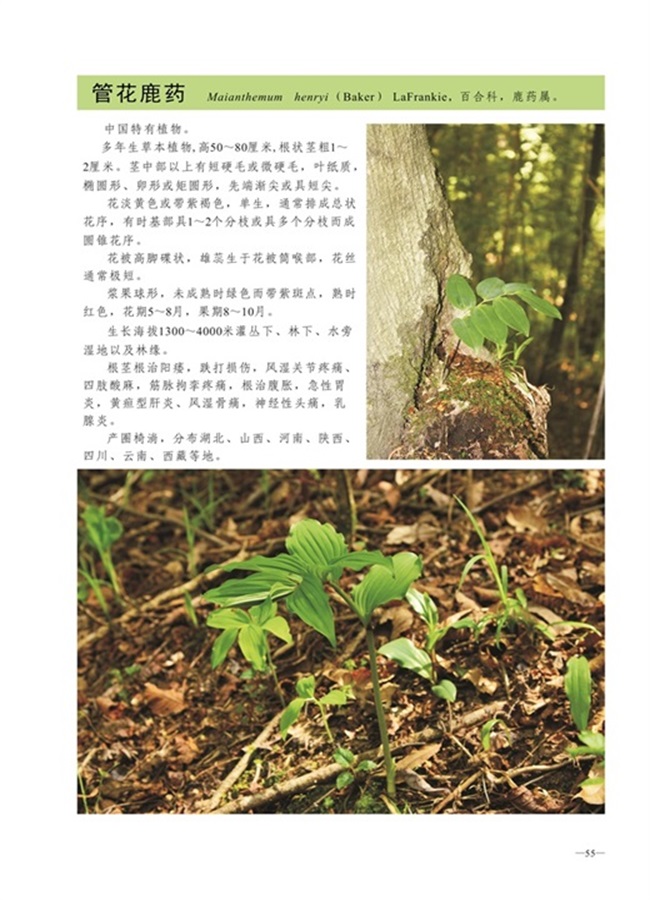 圈椅淌植物图谱——管花鹿药
