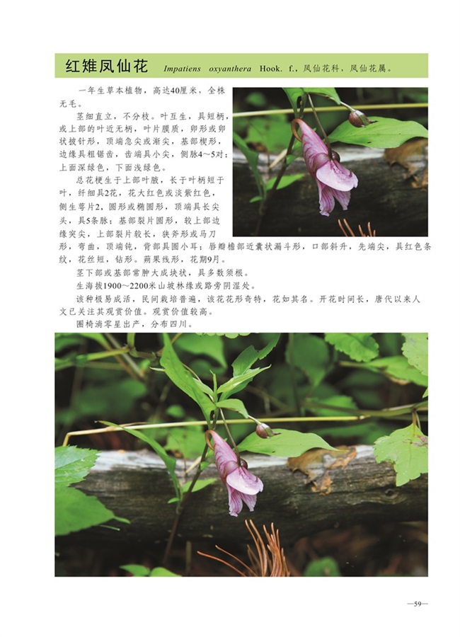 圈椅淌植物图谱——红雉凤仙花