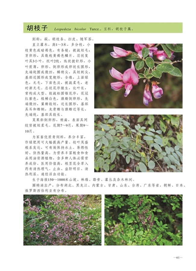 圈椅淌植物图谱——胡枝子