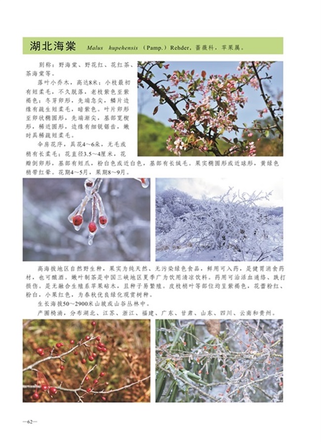 圈椅淌植物图谱——湖北海棠