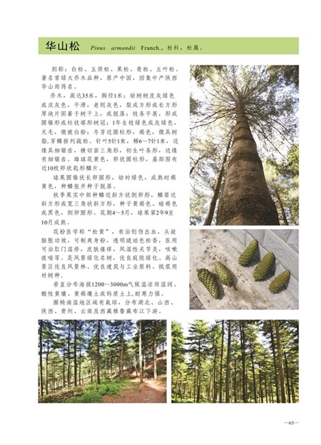 圈椅淌植物图谱——华山松