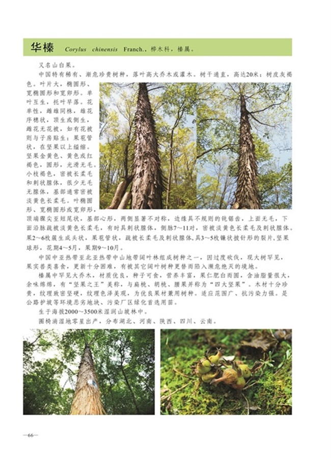 圈椅淌植物图谱——华榛