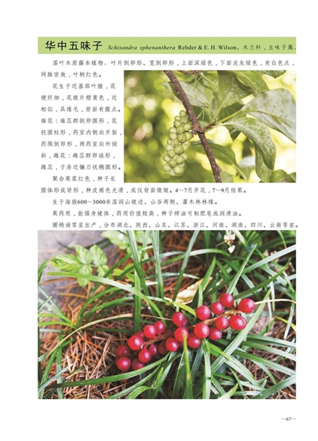 圈椅淌植物图谱——华中五味子