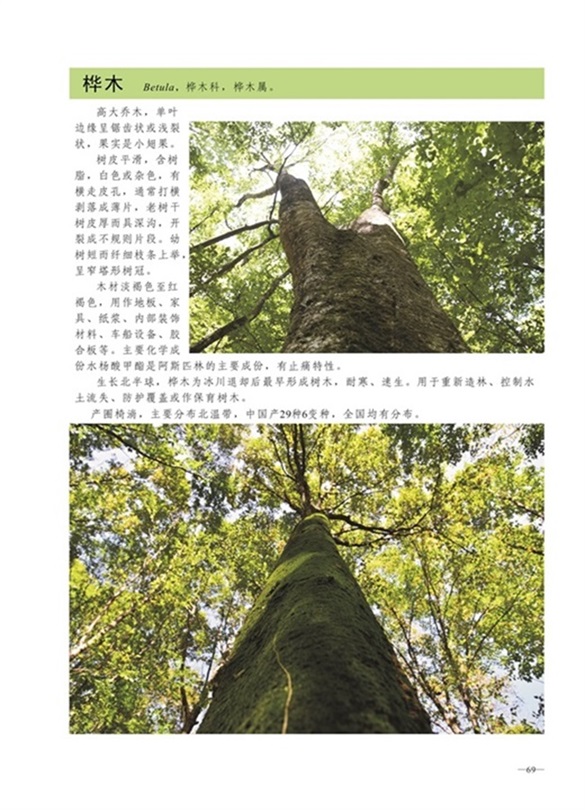 圈椅淌植物图谱——桦木