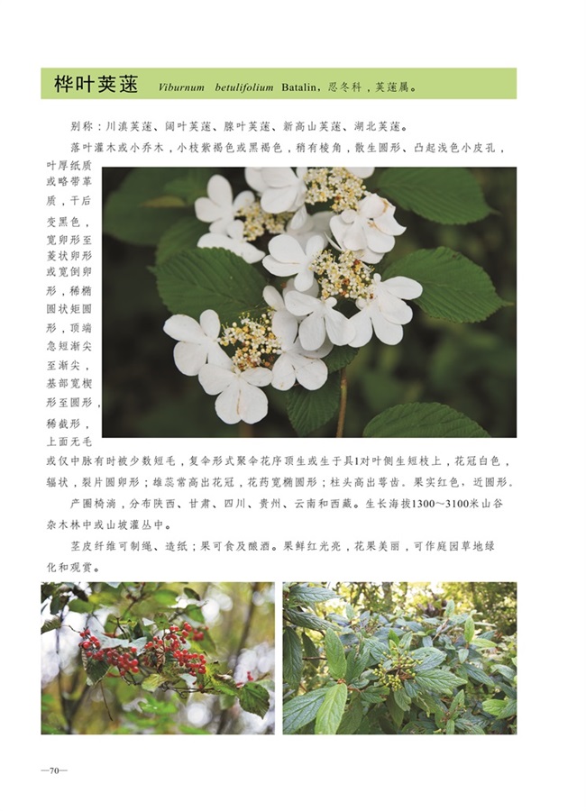 圈椅淌植物图谱——桦叶荚蒾