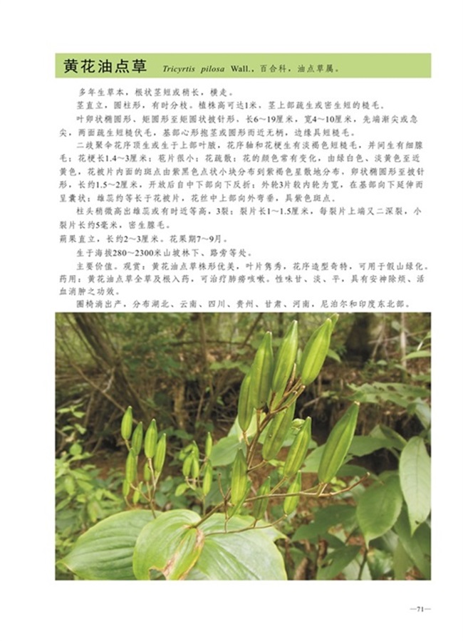 圈椅淌植物图谱——黄花油点草