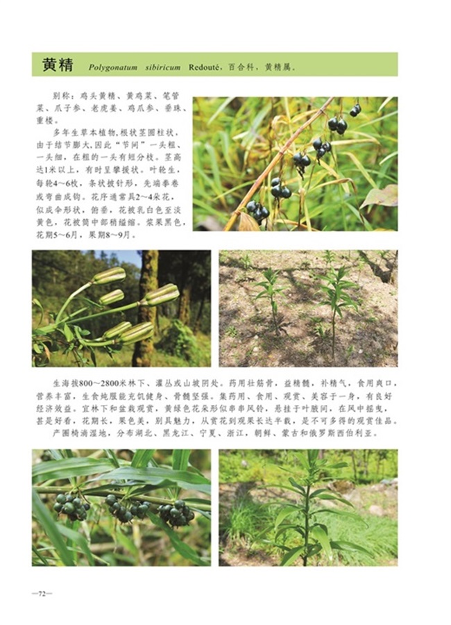 圈椅淌植物图谱——黄精