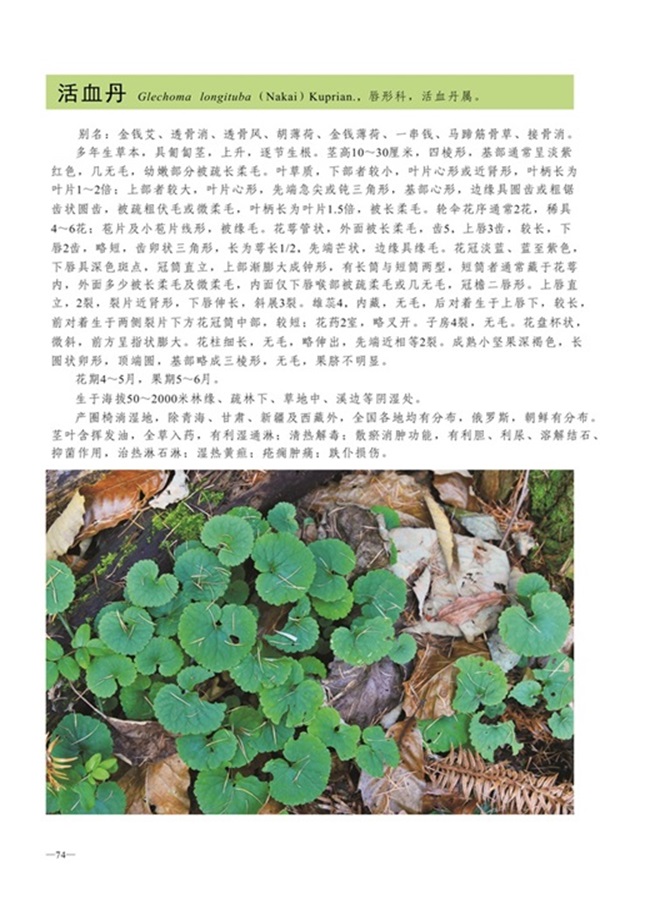 圈椅淌植物图谱——活血丹