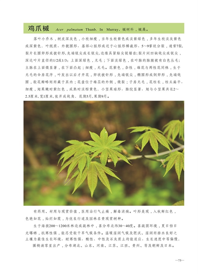 圈椅淌植物图谱——鸡爪槭