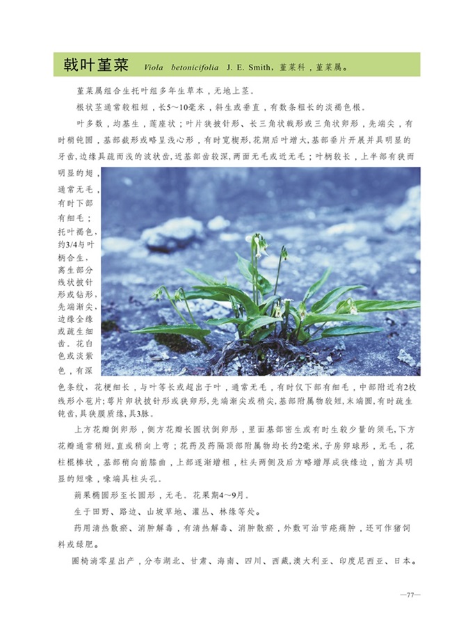 圈椅淌植物图谱——戟叶堇菜