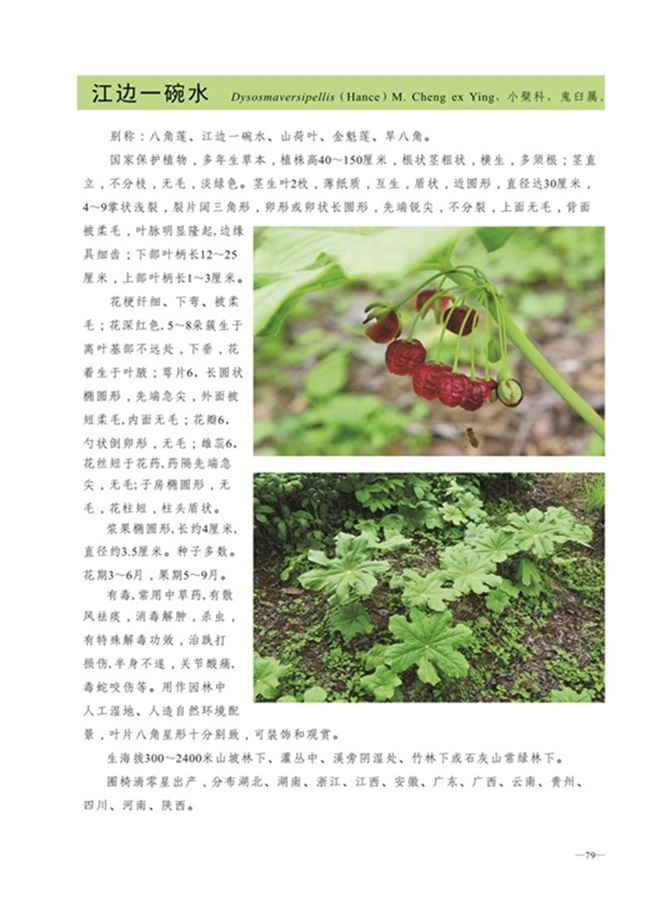 圈椅淌植物图谱——江边一碗水、八角莲