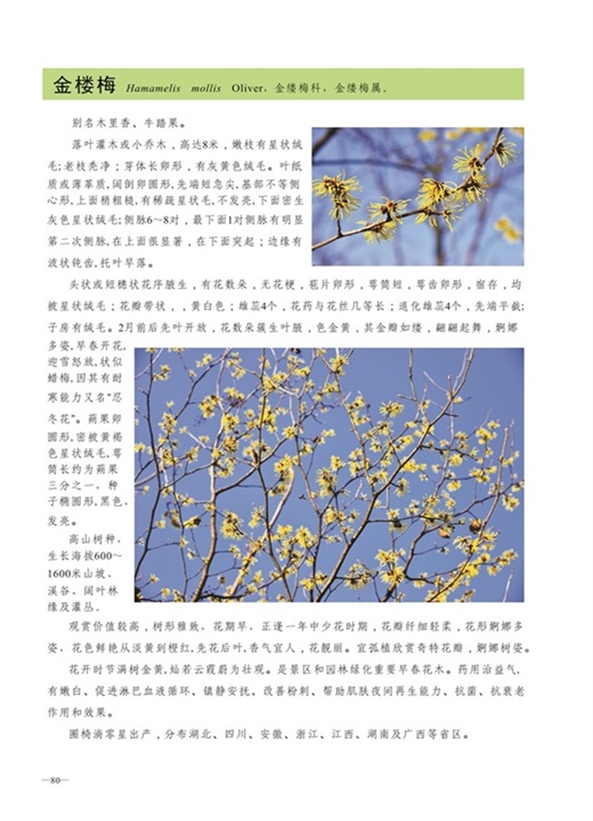 圈椅淌植物图谱——金楼梅