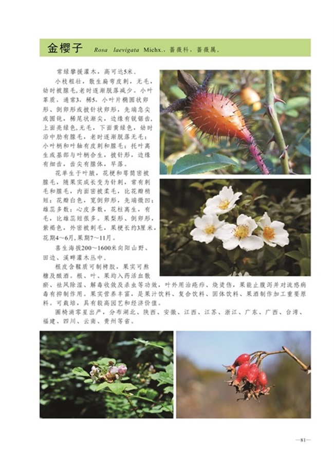 圈椅淌植物图谱——金樱子