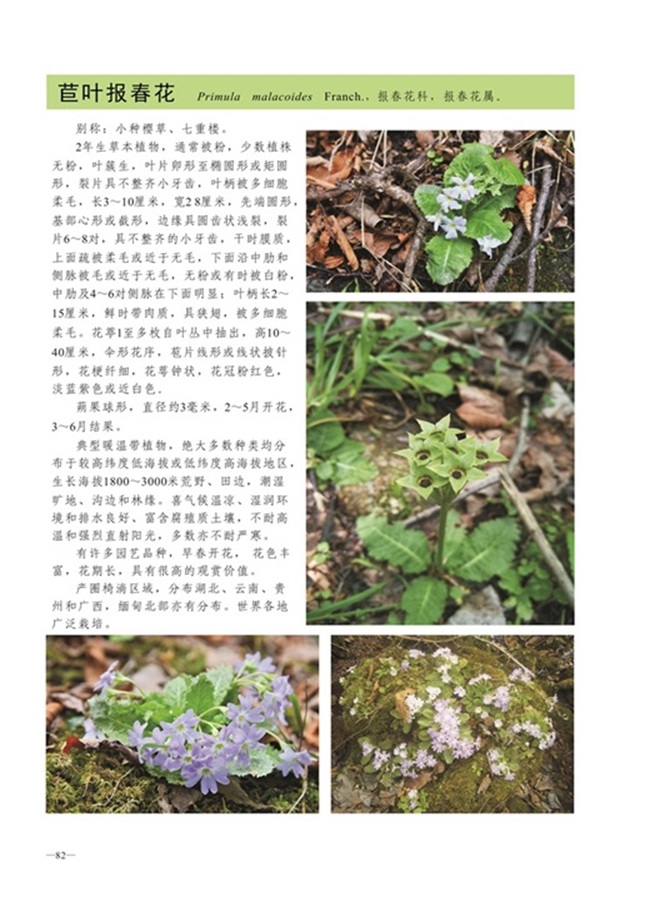 圈椅淌植物图谱——苣叶报春花