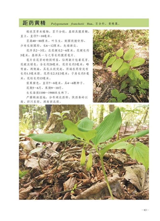 圈椅淌植物图谱——距药黄精
