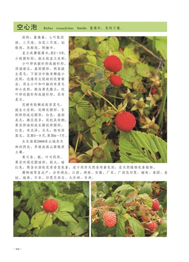 圈椅淌植物图谱——空心泡