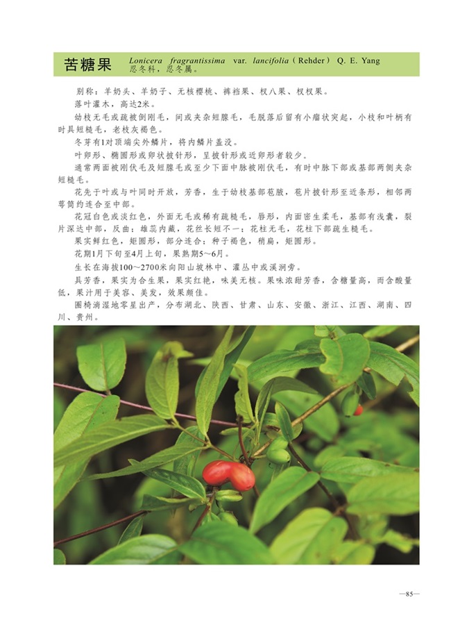 圈椅淌植物图谱——苦糖果