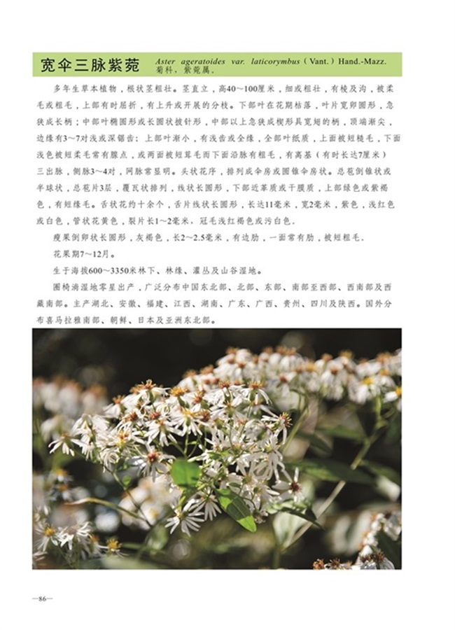 圈椅淌植物图谱——宽伞三脉紫菀