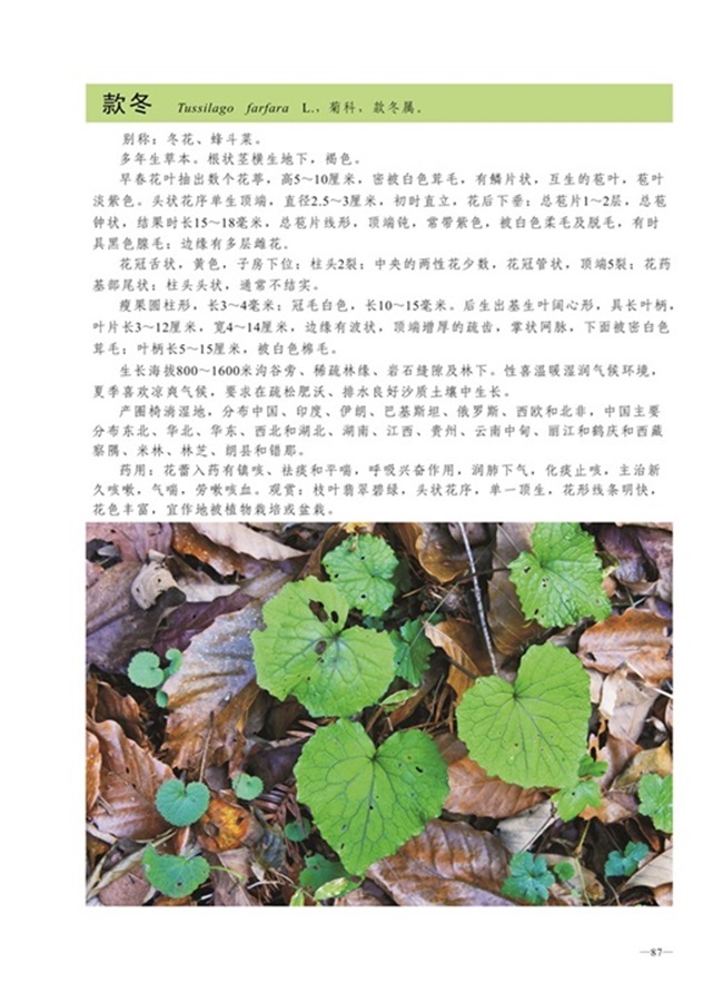 圈椅淌植物图谱——款冬