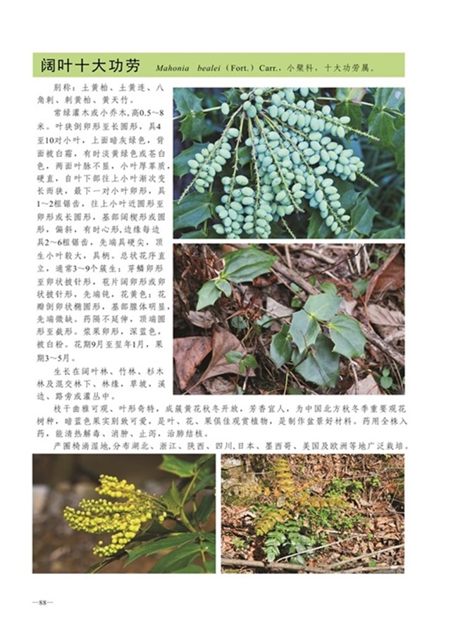 圈椅淌植物图谱——阔叶十大功劳