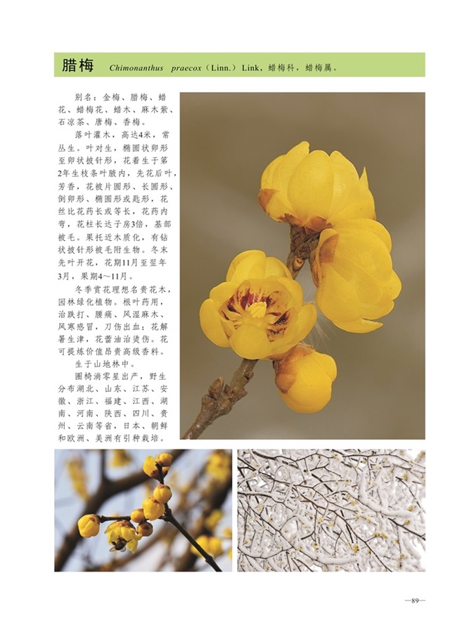 圈椅淌植物图谱——腊梅