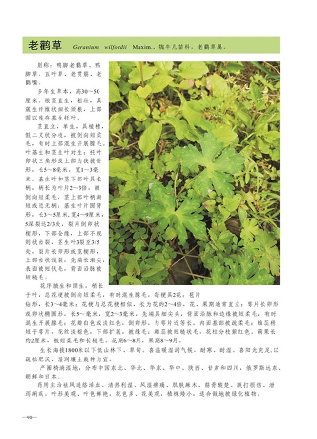 圈椅淌植物图谱——老鹳草