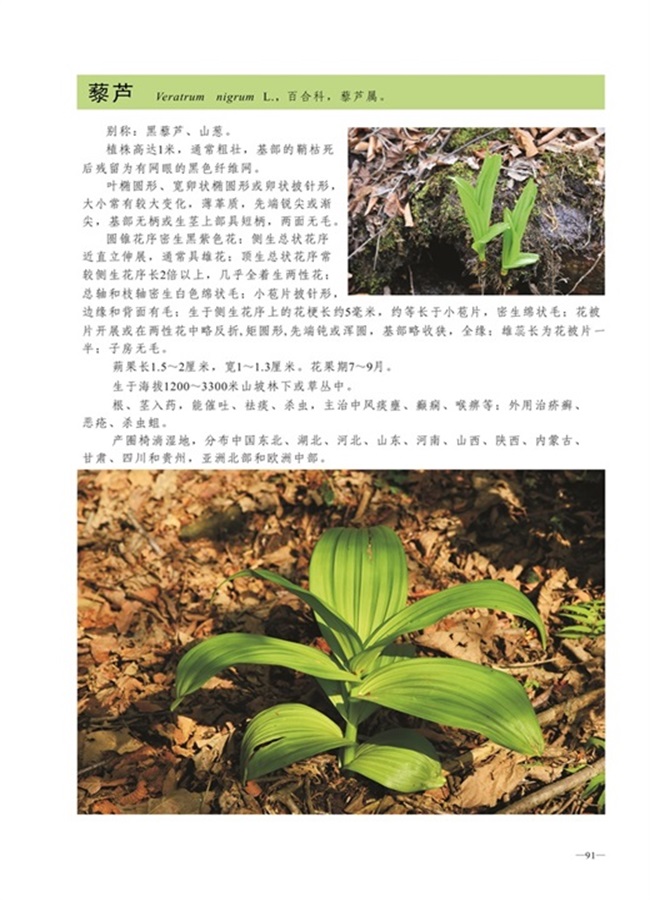 圈椅淌植物图谱——藜芦