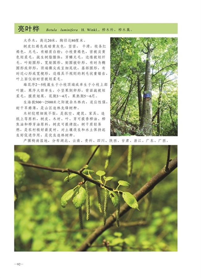 圈椅淌植物图谱——亮叶桦