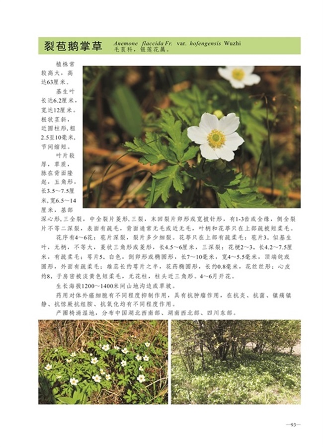 圈椅淌植物图谱——裂苞鹅掌草