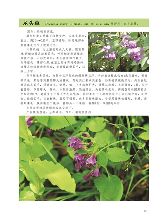 圈椅淌植物图谱——龙头草