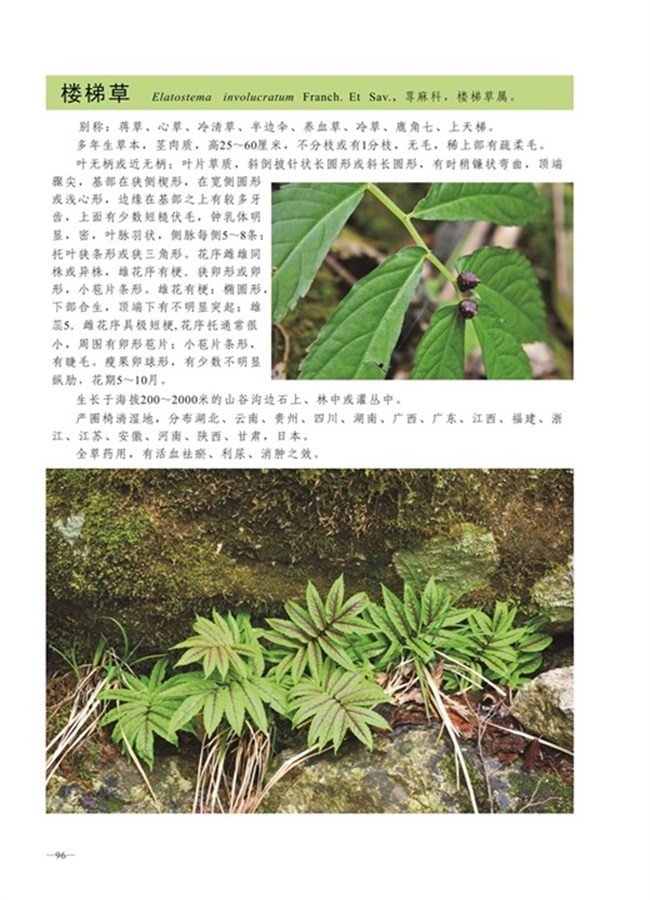 圈椅淌植物图谱——楼梯草