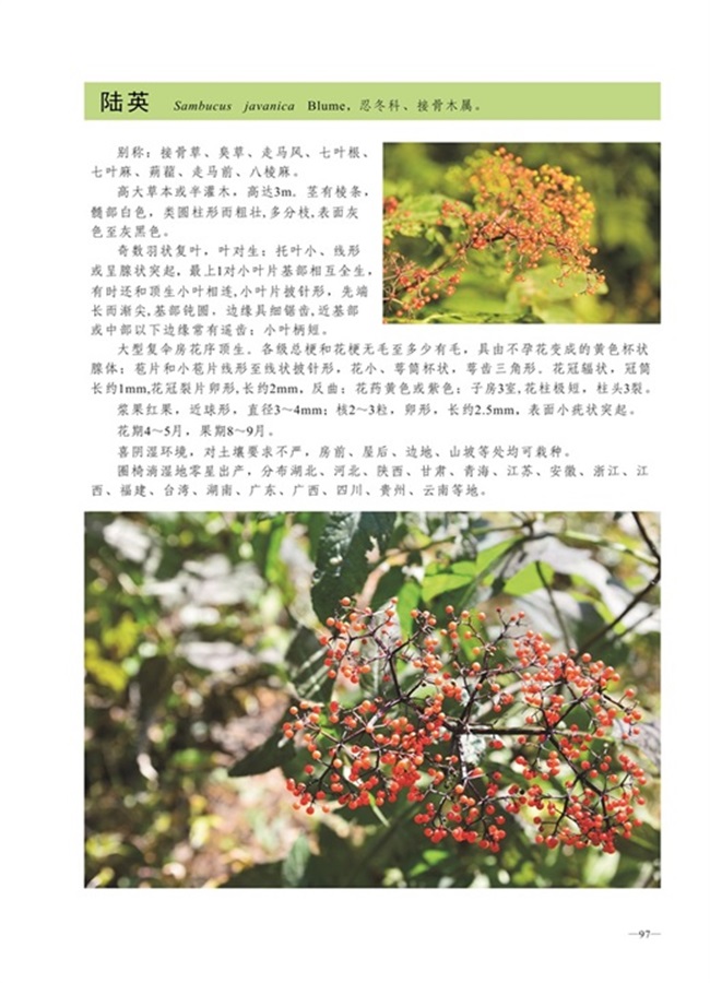 圈椅淌植物图谱——陆英