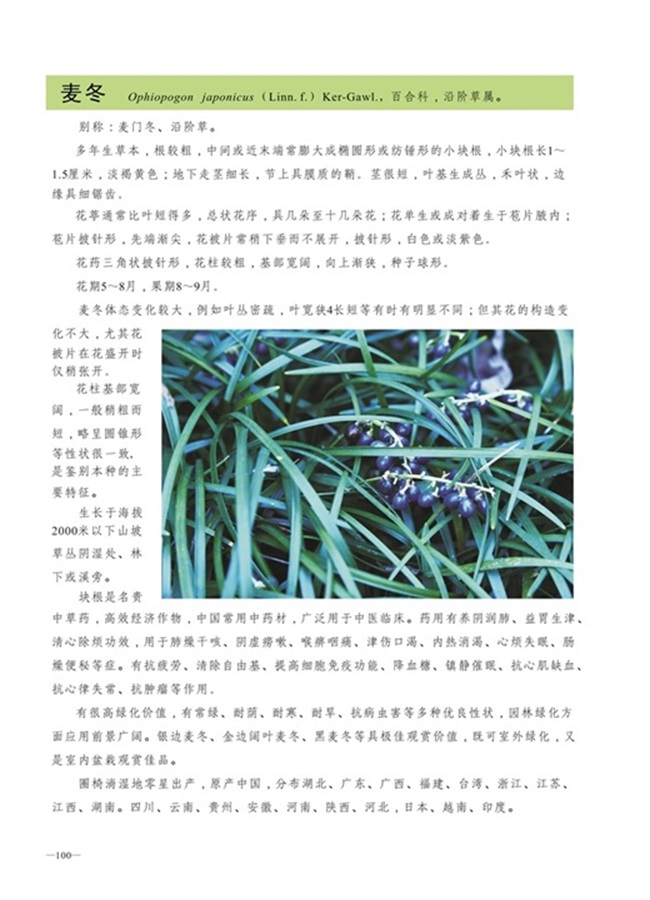 圈椅淌植物图谱——麦冬