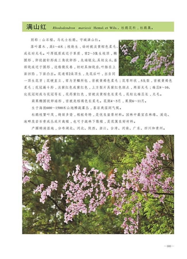 圈椅淌植物图谱——满山红