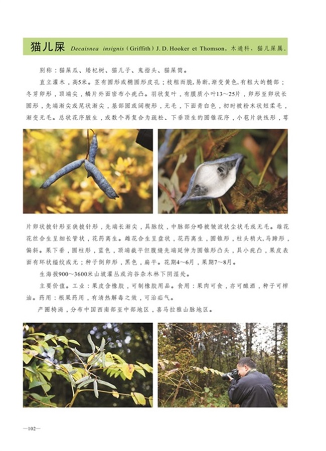 圈椅淌植物图谱——猫儿屎