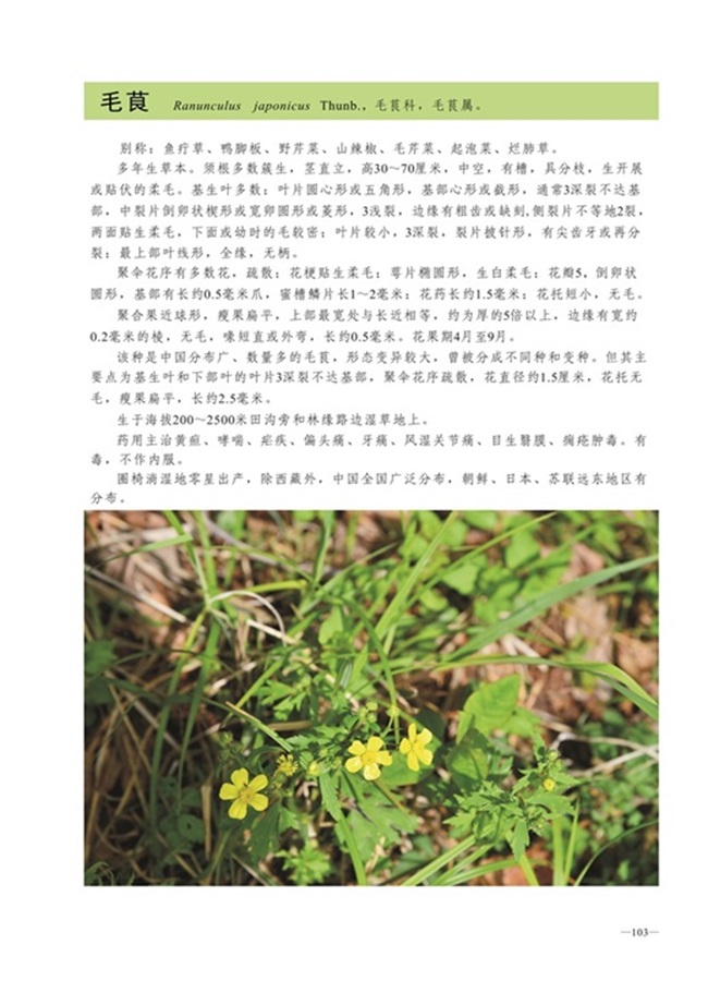 圈椅淌植物图谱——毛茛