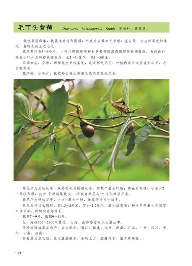 圈椅淌植物图谱——毛芋头薯蓣