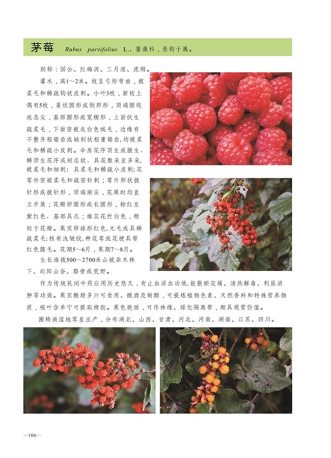 圈椅淌植物图谱——茅莓