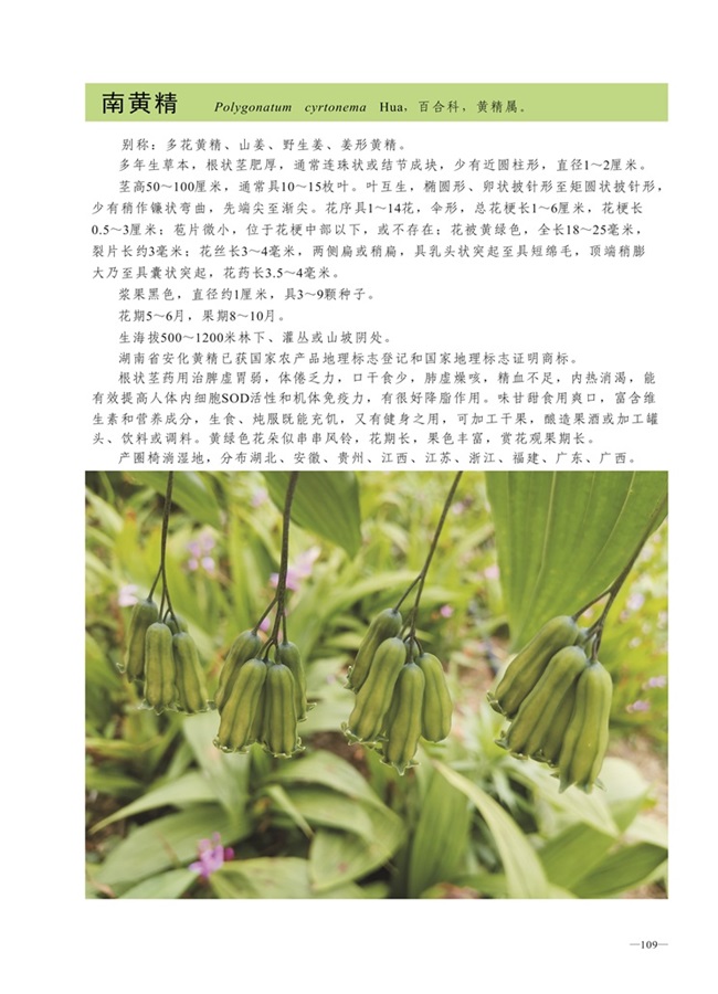 圈椅淌植物图谱——南黄精