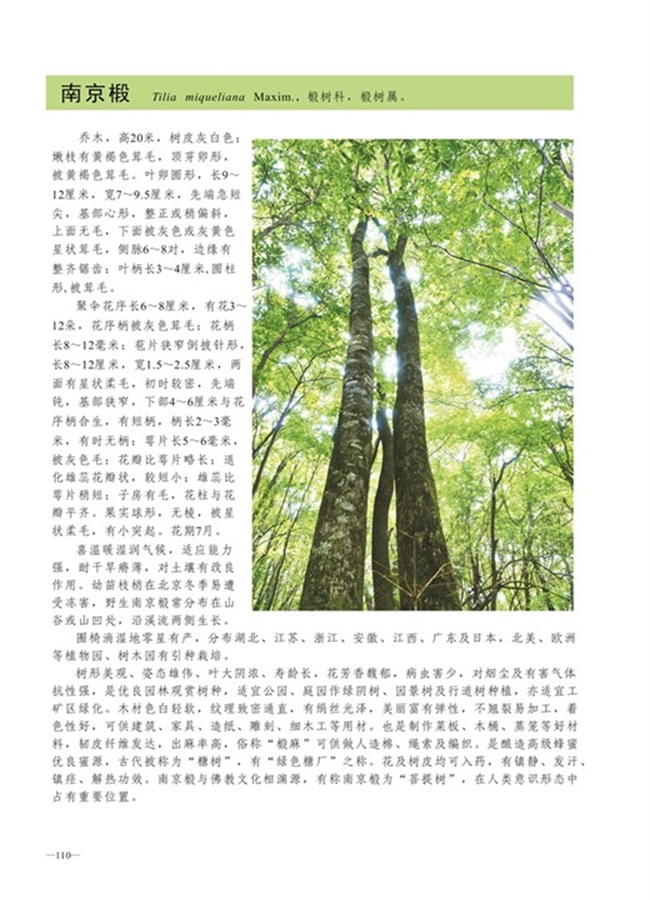 圈椅淌植物图谱——南京椴