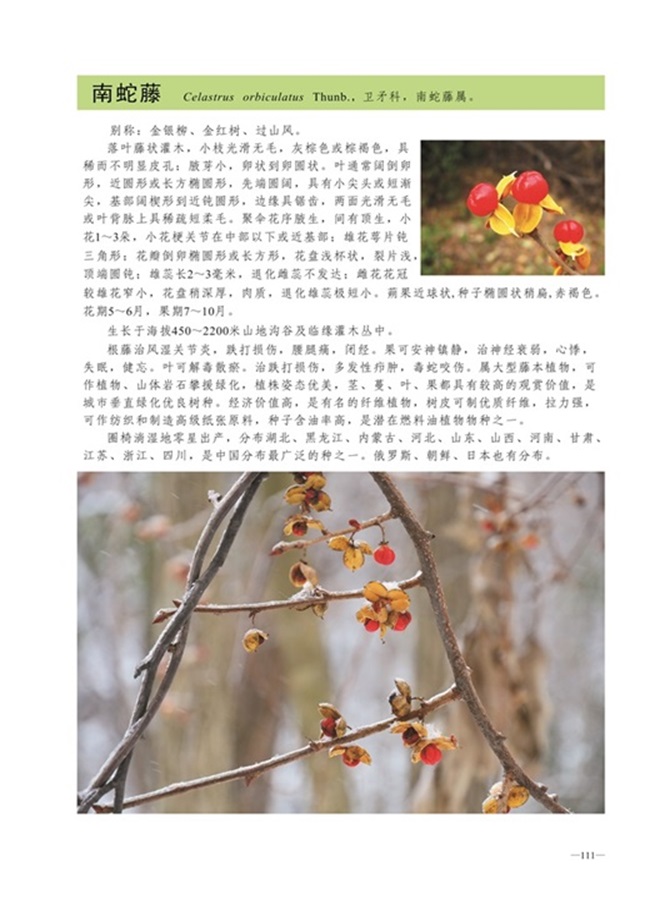 圈椅淌植物图谱——南蛇藤