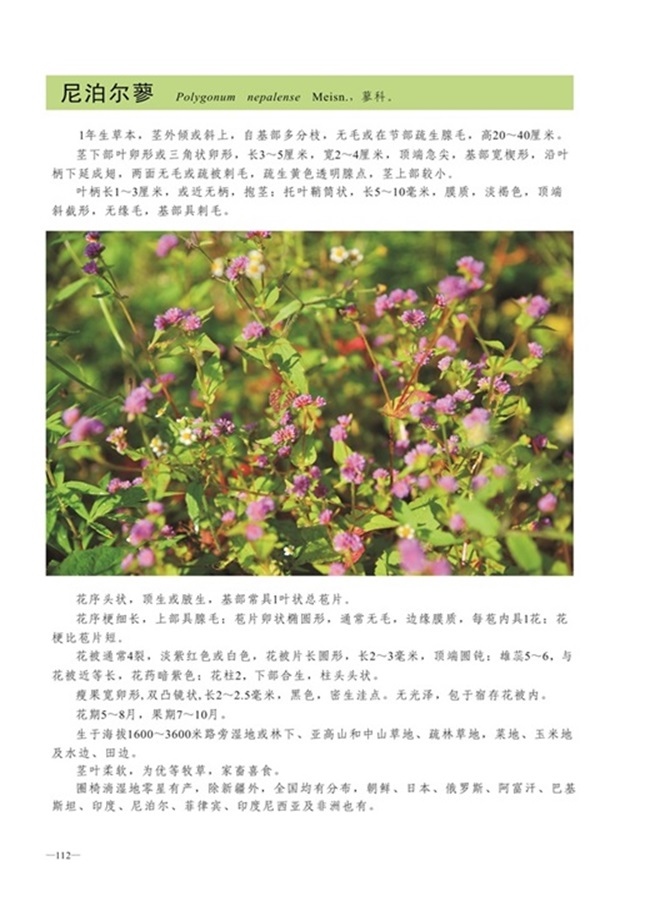 圈椅淌植物图谱——尼迫尔蓼