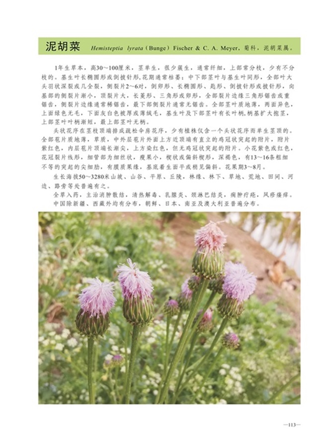 圈椅淌植物图谱——泥胡菜