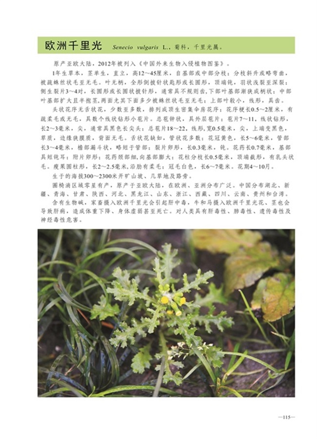 圈椅淌植物图谱——欧洲千里光