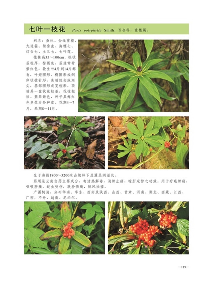 圈椅淌植物图谱——七叶一枝花